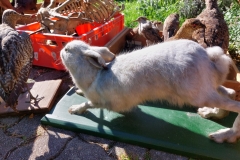 Tiere1