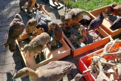 Tiere2