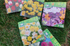 Blumenzwiebel-II Blumenzwiebel-II
