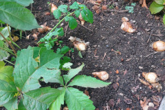 Blumenzwiebel Blumenzwiebel