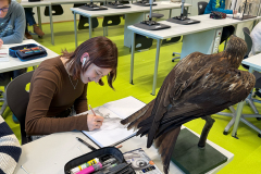 Zeichnen_Adler