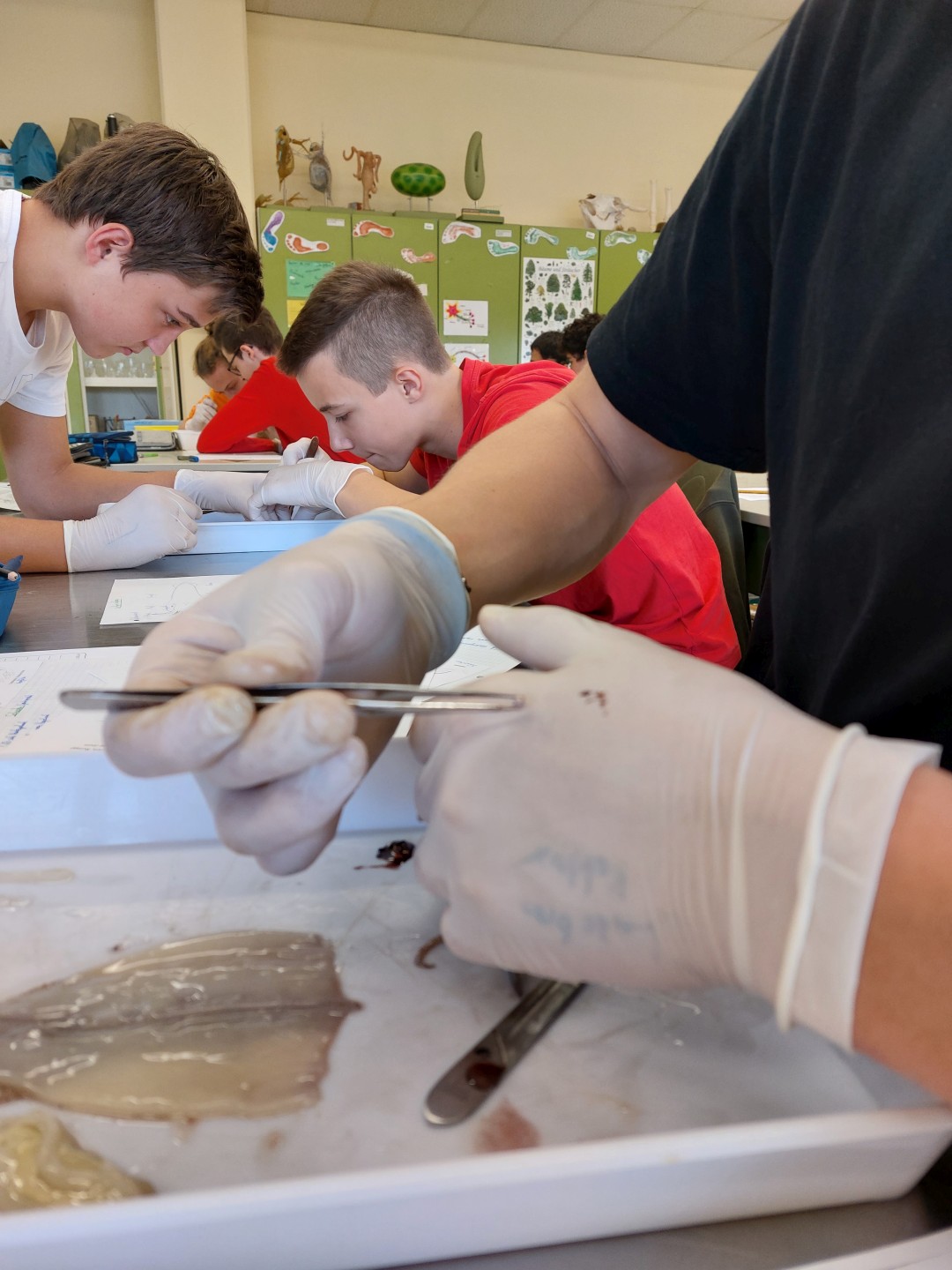 Tintenfische – Weichtiere im Biologie-Laborunterricht